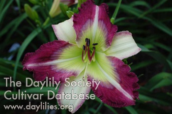 Daylily Southern Cotton